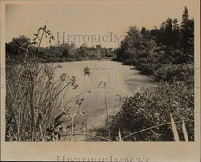1973 Press Photo Pond in White Cedar Bog, Massachusetts - sra25619