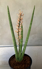 Sansevieria Cylindrica MOHAWK Plant Large Clone Succulent