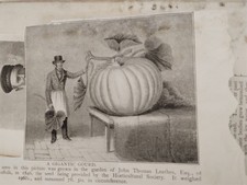 Sk264 Ephemera 1897 Picture Giant Gourd John Leathes Herringfleet Hall 1846