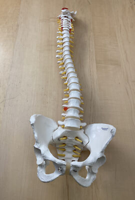 3B Scientific Classic Flexible Human Spine Model with Female Pelvis A58/4
