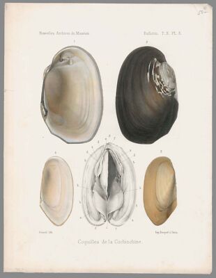 MUSCHELN - Pierre Marie Heude - Coquilles de la Cochinchine