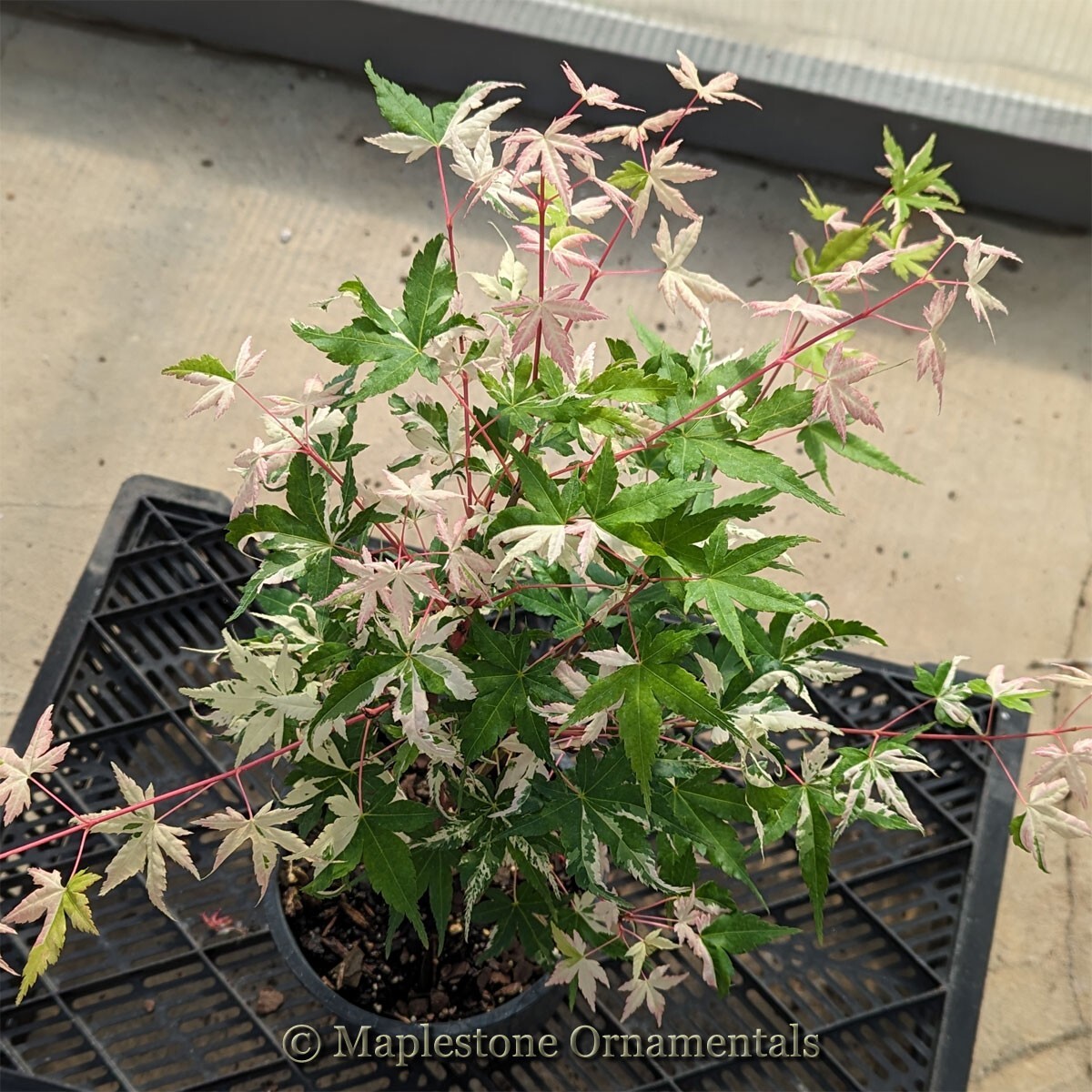 Acer palmatum 'Cotton Candy' Japanese Maple. 1Gallon eBay