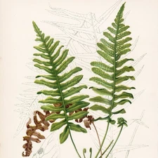 1878 Prang Native Flowers & Ferns Stone Chromolithograph Pl. 48 Licorice Fern
