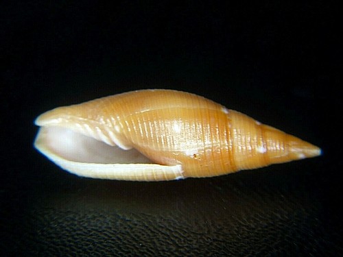 MITRA BARBADENSIS:I'M STILL THE ONLY EBAYER OFFERING THIS ARUBA MITER @ 26.14MM!