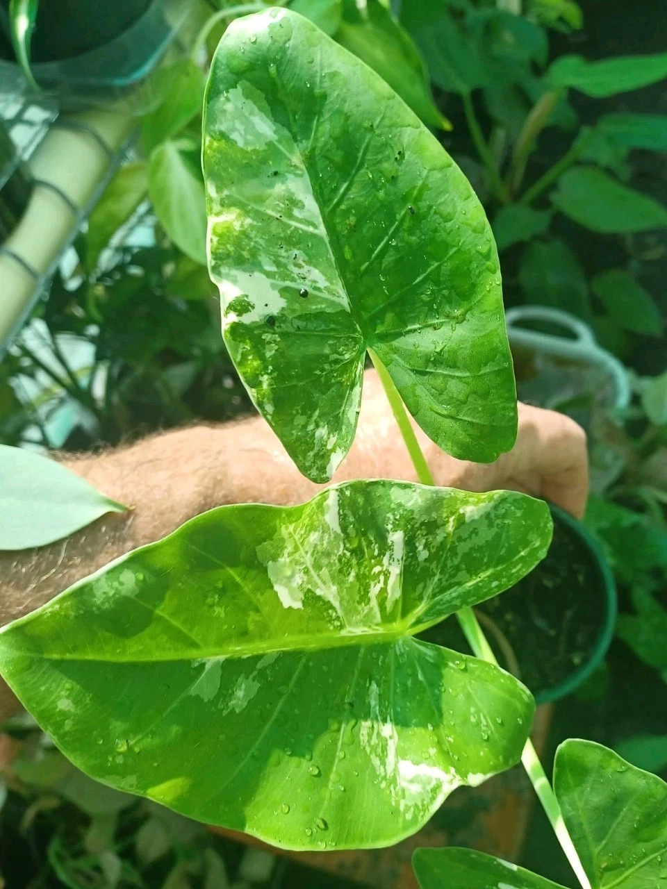 Alocasia Macrorrhiza Variegated-Indoor/Outdoor Plant 🪴
Opens in a new window or tab