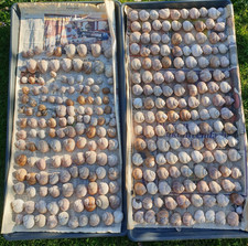 Weinbergschnecken Schneckenhäuser 50 Stück Basteln Dekoration Aquarium Schnecken