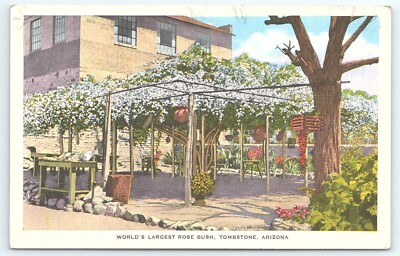 Postcard World's Largest Rose Bush Tombstone AZ White Lady Banksia Rose Tree Inn
