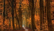 Landscape fall trees path forest road leaves gold amber Custom Gaming Mat Desk