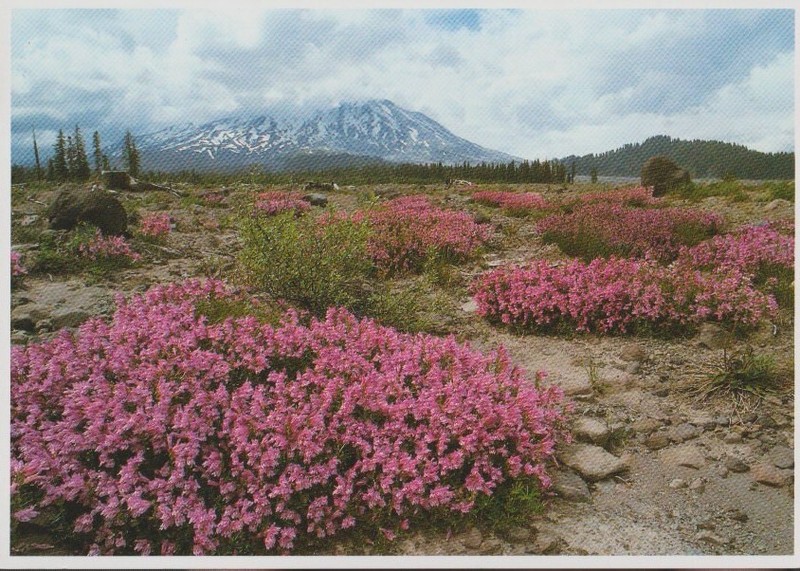 Unposted Postcard "Mount St. Helens"