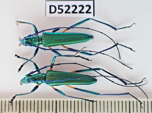 D52222. Insects, Cerambycidae sp. Vietnam North | eBay