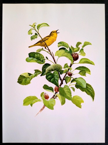J F Lansdowne Birds Yellow Warbler Vintage Art Print Book Plate 80 - Picture 3 of 3