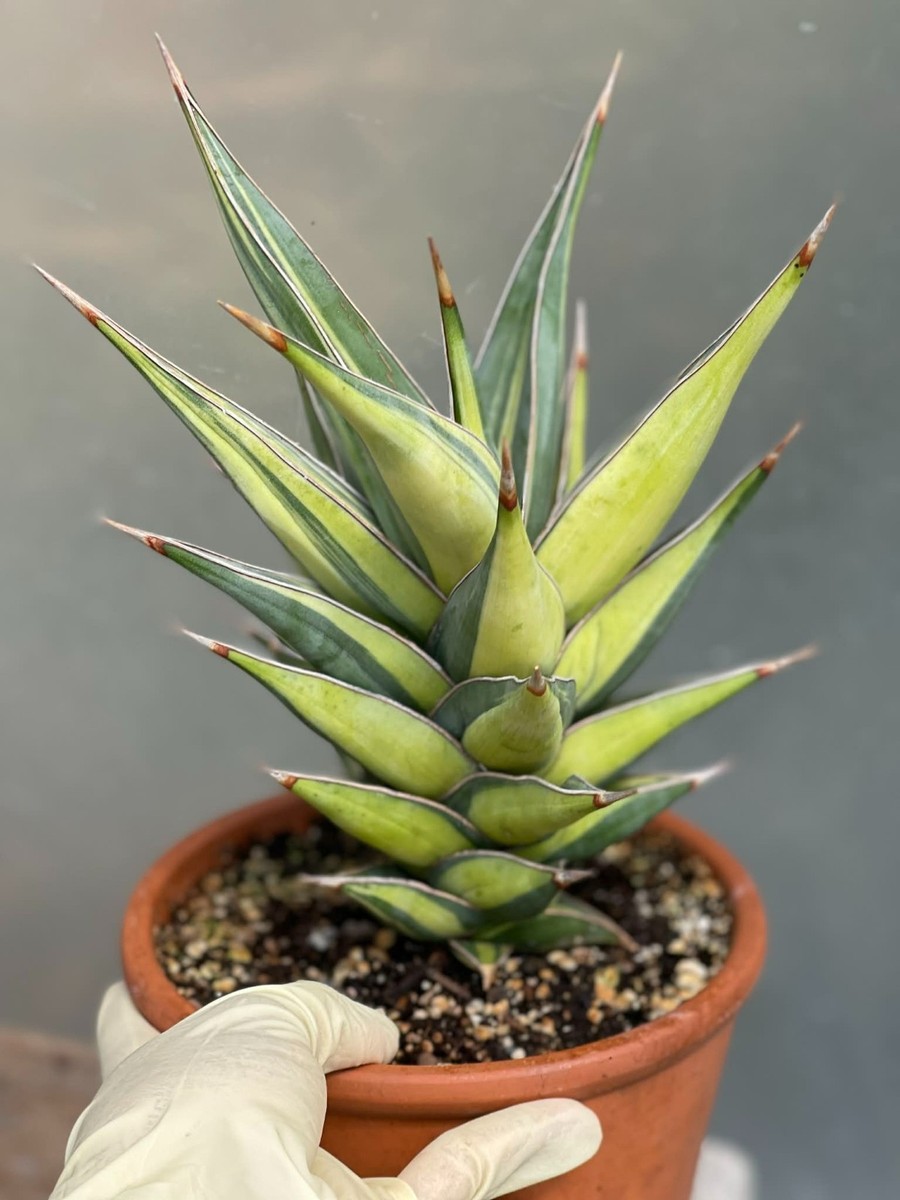 Variegated Sansevieria Pinguicula | Ultra Rare Live Plant