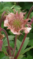 Garden Cottage Geum Rivale Water Avens Plant Hardly Perennial In