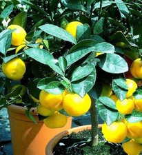 Jungpflanze : Winterharter Orangenbaum bis - 25 Grad für den Garten ! Palme Deko