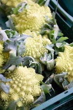 Romanesco Cauliflower Plug Plants "Grow Your Own" Vegetables Ready to