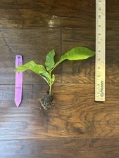 White Champaca Magnolia x alba (Michelia alba) -TC Plant Plug-3-8 in- Edible!!