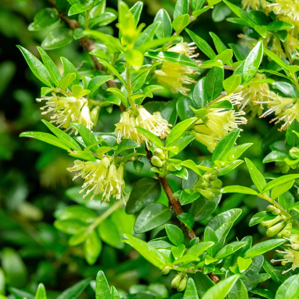 La Lonicera pileata 1L - Resistente alla siccità - Immagine 2 di 3