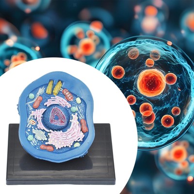 Animal Cell Anatomy Model Teaching Aids for Display Study Classroom Learning