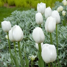 5 - WHITE CLOUDS Darwin Hybrid Tulip Flower Bulbs GIANTS OF THE PERENNIAL GARDEN