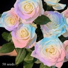 50-200PCS Rainbow Pink Blue Rose seeds Colorful Roses Seed Flower Rose Flowers 