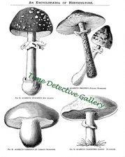 Botanical Illustration of Mushrooms #1 - Historic Art Print