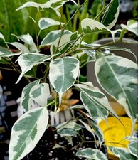 Variegated Benjamin Ficus 2 plants In Small 3  Pot