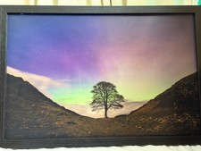 Sycamore Gap Tree against Night Sky- Print by Nigel Williams - Framed 78cm width