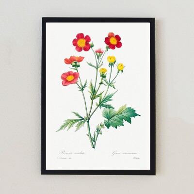 Botanische Blume Vintage Pflanze Illustration Retro 7x5 Wohndeko Wandkunstdruck