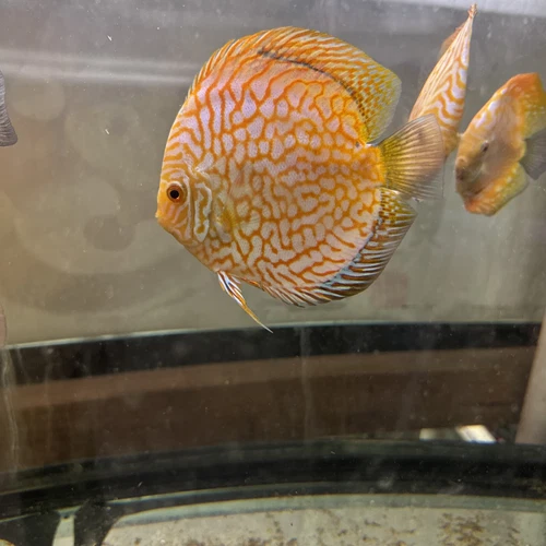 golden Checkerboard Discus 5 Inch Tropical Live Fish
