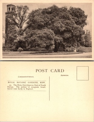 #ad Royal Botanic Gardens Kew The Holm Oak Postcard $4.87