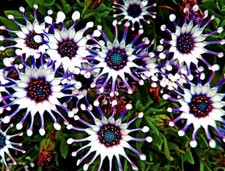 Osteospermum Mix Seeds Spider Daisy Cool Flowers Grow Your Own Rare