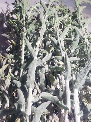 16 ozCalifornia White Sage Smudge Loose Cluster Incense Bulk , just freshly cut!