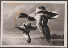 Two Mallards Flying by Artist Jim Hautman 1996 photo print of stamp