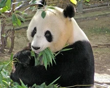 Giant Panda Bear Glossy Photo Print China Poster Nature Wildlife