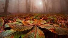 Landscape nature forest leaves trees mist sunlight Custom Gaming Mat Desk