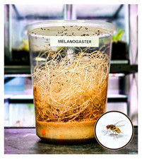 Drosophila melanogaster Flightless Fruit Flies Culture - LIVE FEEDER INSECTS