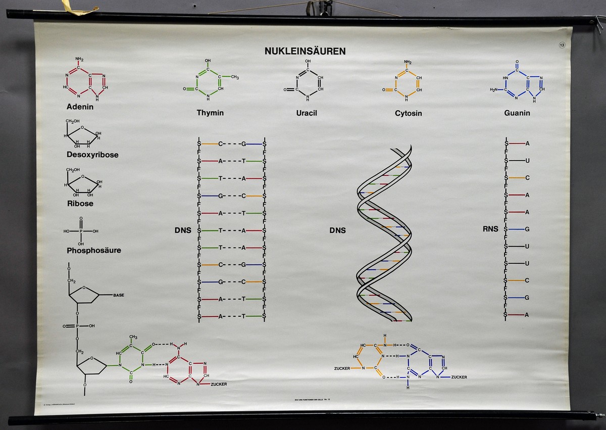 Biology Dna Rna