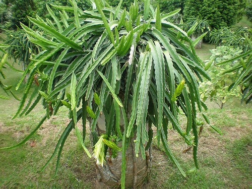 Selenicereus Undatus Cuttings, 3 Colors, Dragon Fruit, Ready to Grow - Picture 13 of 15