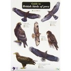 Guide to British Birds of Prey by Hawk and Owl Trust, Simon Norman (Fold-out book or chart, 2011)