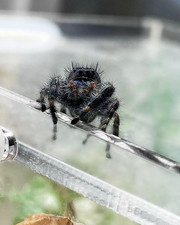 Jumping Spider Enclosure Tarantula-Enclosure Large Acrylic Terrarium Reptile Kit