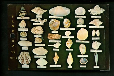 Novelity Shell Novelty postcard Shells from Florida Coast greetings w/ Sea Shell ...