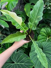 Philodendron  Ring of Fire  , Highly Variegated, Rare Plant, Aroid