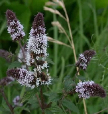 SEEDVILLE USA 250 PEPPERMINT MINT Mentha Piperita Herb Flower Seeds