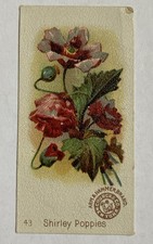 Beautiful Flowers # 43 Shirley Poppies  -Arm & Hammer Collect Cards Early 1900’s