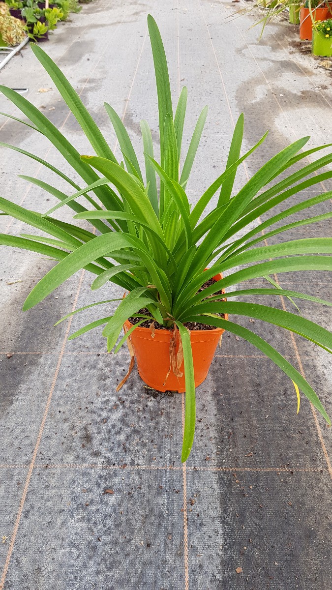 Lis du Nil bleu grand conteneur pour terrasses et massifs ensoleillés