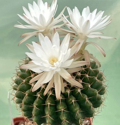 Discocactus mamillosus 20seeds harvest 2025