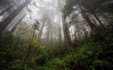 Landscape nature mist forest shrubs morning trees Custom Gaming Mat Desk