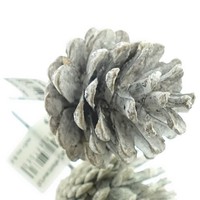 Nature Trends Schwarzkiefer-Zapfen Weiß Gewaschen Ca. Ø 5,5 Cm