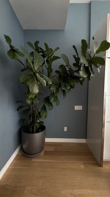 Giant 8ft Fiddle Leaf Fig Arrangement (5 trees in one pot)
