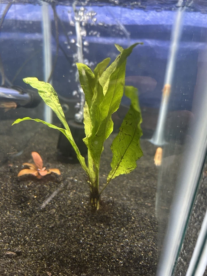 Java Fern Microsorum 7”+   - Image 3 of 4